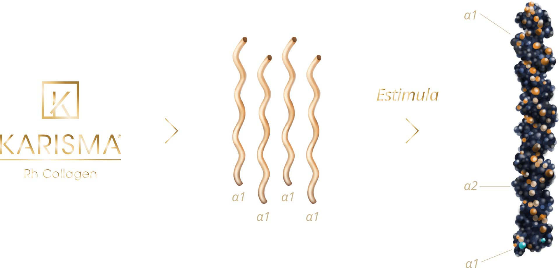 KARISMA - Estimula la producción de colágeno